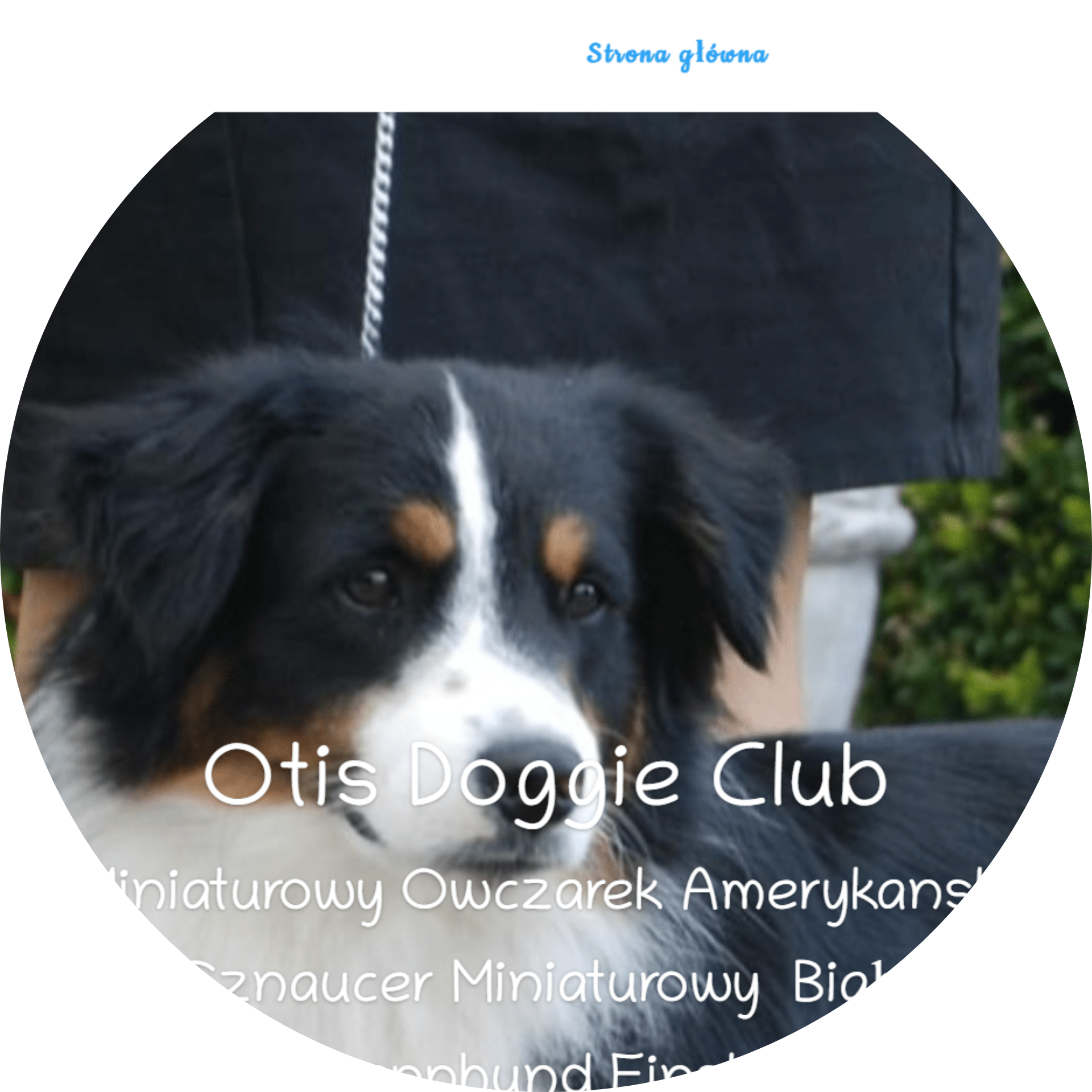 KK Digital strona portfolio Otis Doggie Club